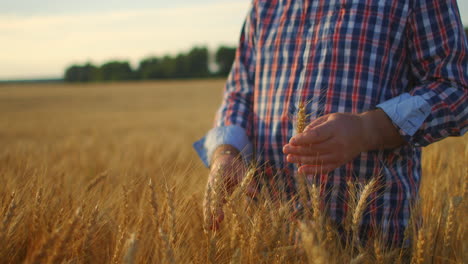 senior adult farmer in a field with spikes of rye and wheat touches his hands and looks at the grains in slow motion