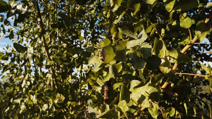 Vista ravvicinata della luce solare che filtra attraverso alti alberi di eucalipto mentre le loro foglie sottili ondeggiano dolcemente nella brezza, creando un ritmo calmante della natura, cieli azzurri e delicati fruscii