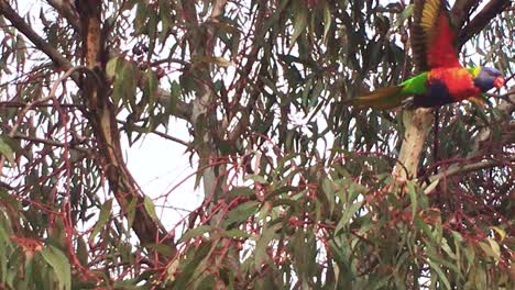 rosella in eucalyptus tree flies away