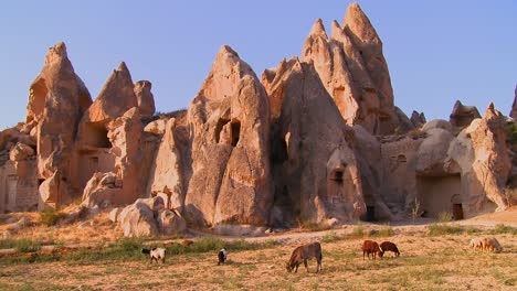 cows graze in front of bizarre geological formations at cappadocia turkey