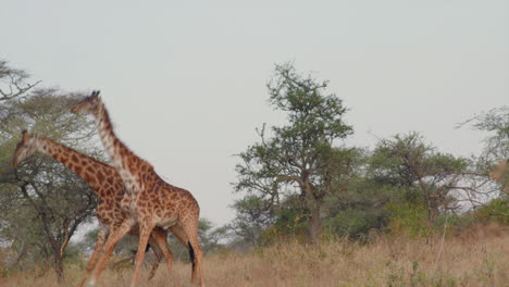 mannelijke giraffen strijden in een duel om het recht om te paren met een vrouwtje