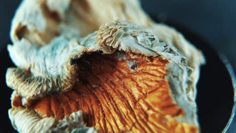 a macro close up rotating shot of a magical psychoactive psilocybin hallucination dried mushroom with a red bown cap, studio lighting, slow motion, 4k