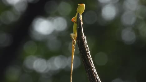 lizard waiting for hunt - relaxing