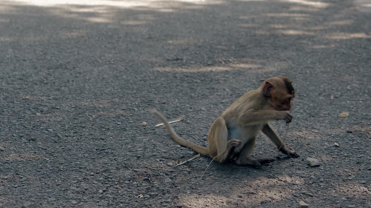 energetic monkey with brown fur plays with little twig