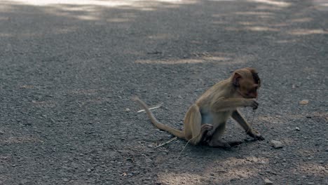 energetic-monkey-with-brown-fur-plays-with-little-twig