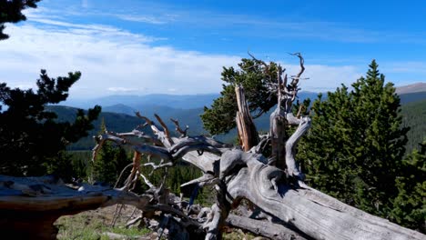 Alter-Umgestürzter-Baum-Mit-Wildnis-Und-Abgelegenen-Bergen-Dahinter