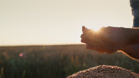 A-man-holds-a-handful-of-wheat-in-the-background-of-a-field.-Organic-farming