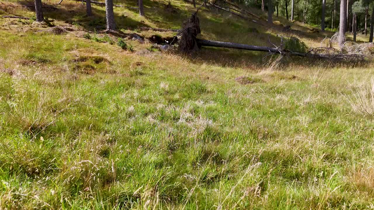 Wide shot of sunlit green grass and wildflowers in a Scottish Highland meadow, with gentle camera movement and forested hillside in the background