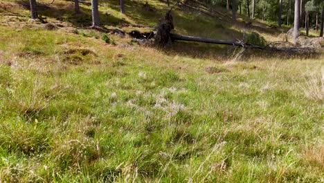 wide shot of sunlit green grass and wildflowers in a scottish highland meadow, with gentle camera movement and forested hillside in the background