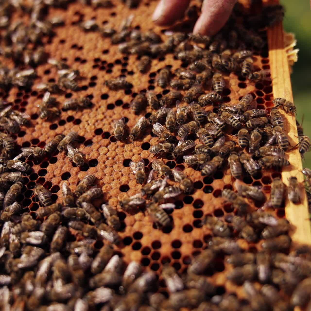 Bees frame with honeycombs. Honey insects working on a honeycomb. Organic beekeeping. Bees making organic honey. Close-up