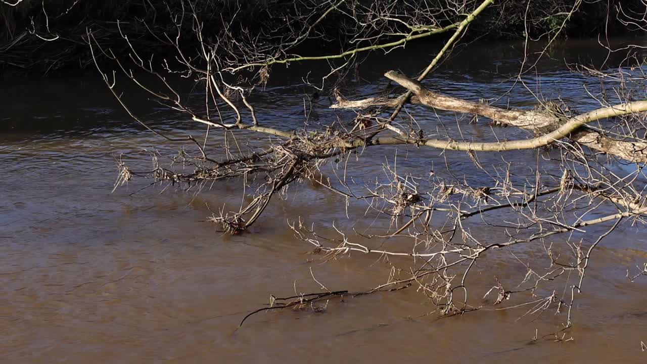 Low branches dragging in River Stour following heavy rains. Staffordshire. UK