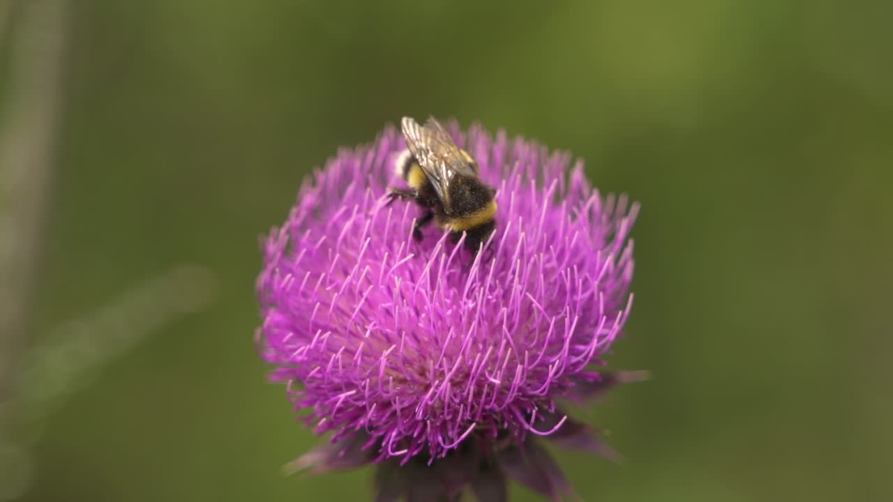 cierra la abeja recolectando néctar en la lente macro de flor morada a cámara lenta 60 fps