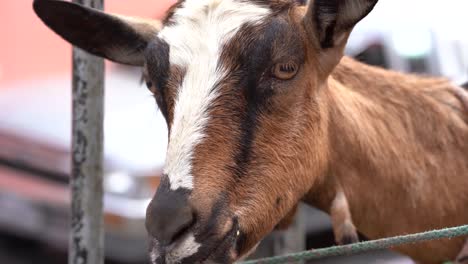 goat in central america. close up of goat