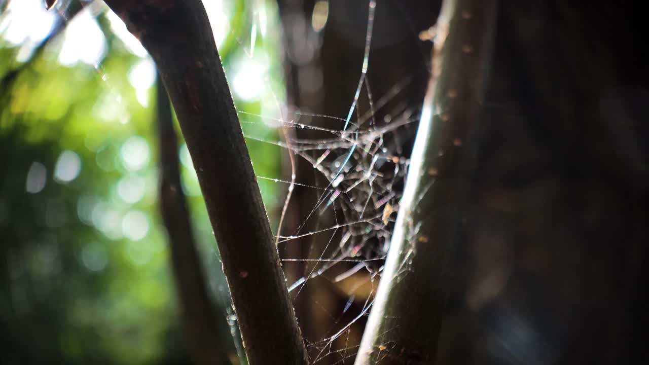 숲 속 의 거미줄