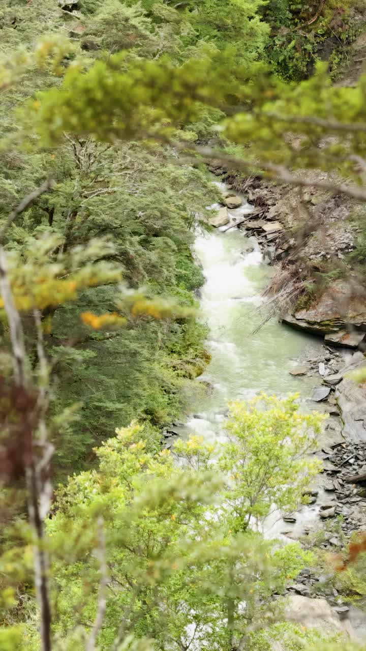 Un ruscello tranquillo scorre attraverso una lussureggiante foresta verde, catturato con una morbida luce naturale e una telecamera stabile