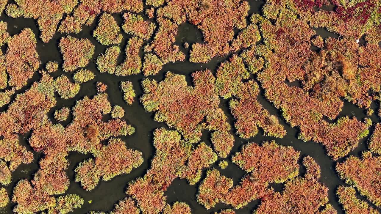 Top-down drone footage showing colorful algae formations creating natural abstract patterns on the water surface