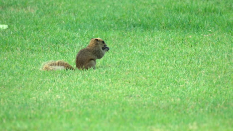 pallas's squirrel or red-bellied tree squirrel feeding and foraging food on green grassy meadow