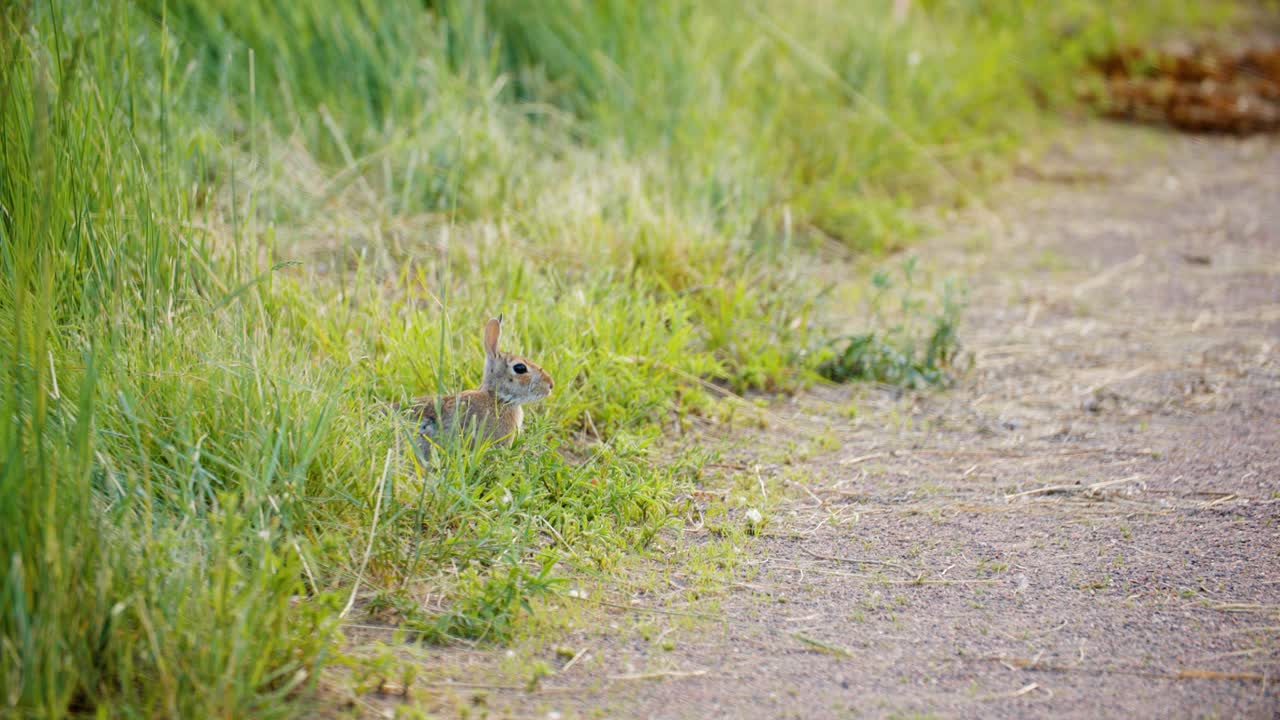 una alerta de conejo salvaje y sentado en la hierba por un camino en walden ponds, boulder, colorado, ee.uu.