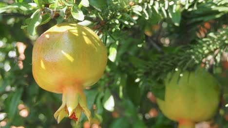granada silvestre en un árbol, jardín de casa, árbol de granada en el día del sol