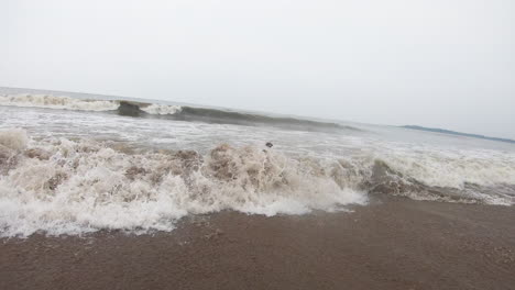 german shepherd dog cheerful when hit by sea