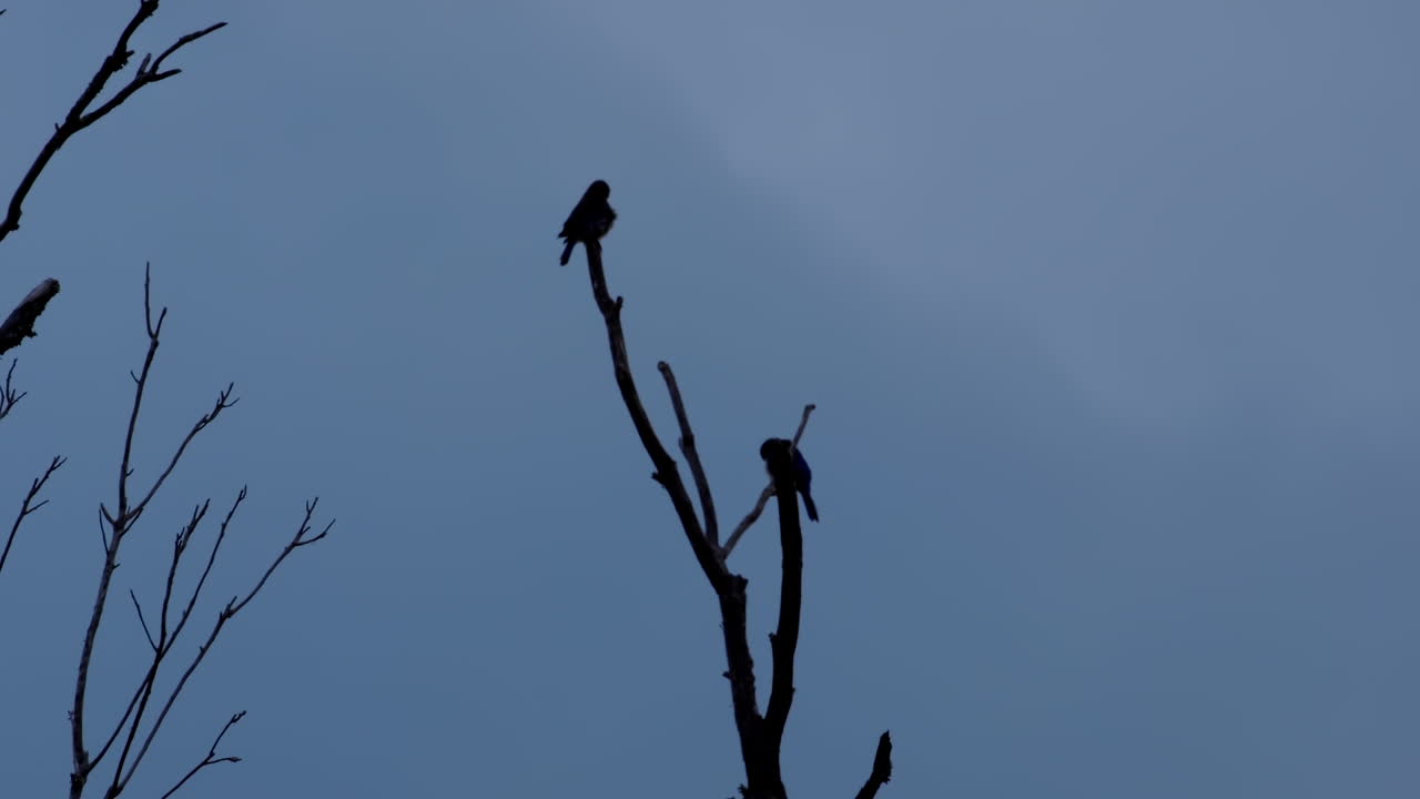 silueta de 2 pájaros pequeños en ramas sin hojas