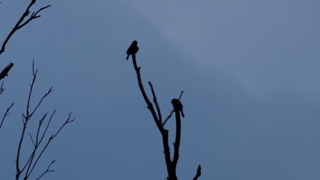 silueta de 2 pájaros pequeños en ramas sin hojas