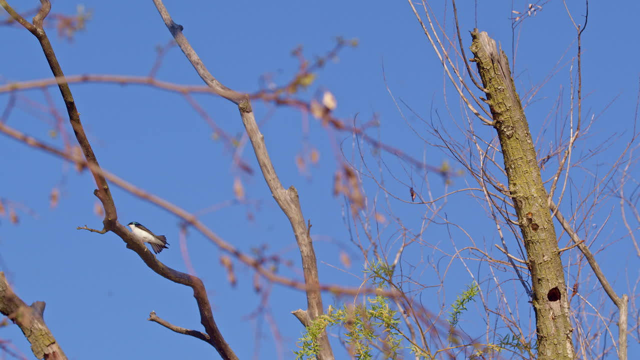 Beautifully shot slow-mo of purple martins dancing on the breeze in spring.
