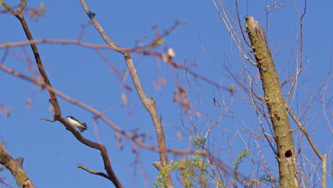 beautifully shot slow-mo of purple martins dancing on the breeze in spring.