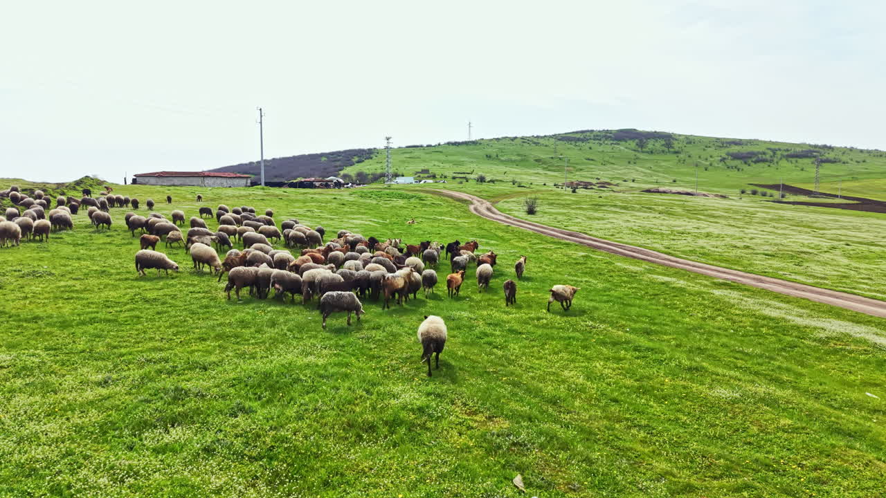 Pecore pascolano in un campo verde sotto un cielo sereno in una giornata di sole in campagna