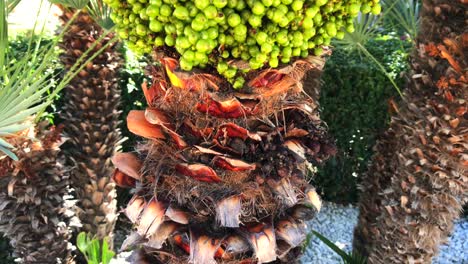 green pindo palm fruit on a small palm tree in marbella spain, sunny weather