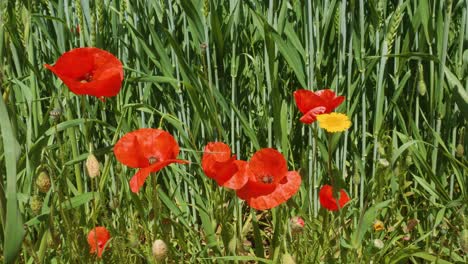 campo de primavera natural de amapolas silvestres con fondo de cultivo verde