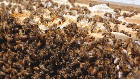 striped bee brood covered the honey frame. multiple insects busy working in a beehive. close up.