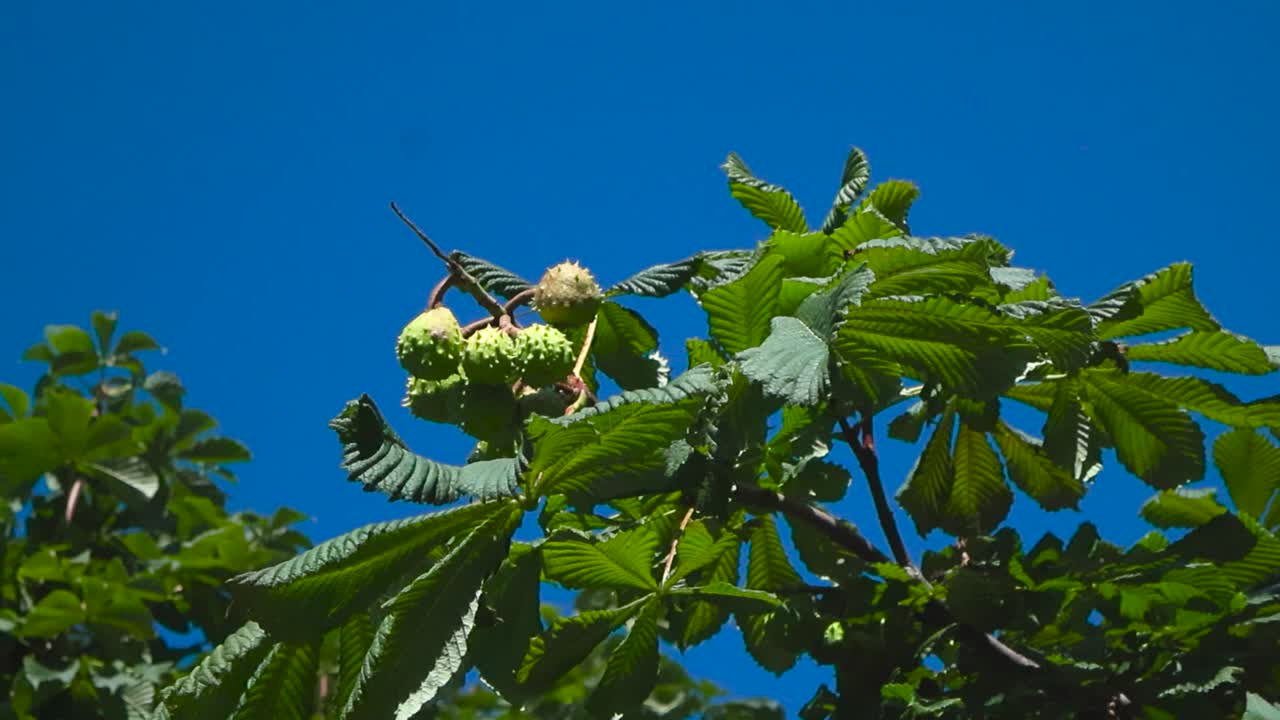 Bottom up view of European horse chestnut tree with clusters of ripening green conkers in spiky shells. Fresh green leaves stretch outward against a clear blue sky and young fruits hang on the branch