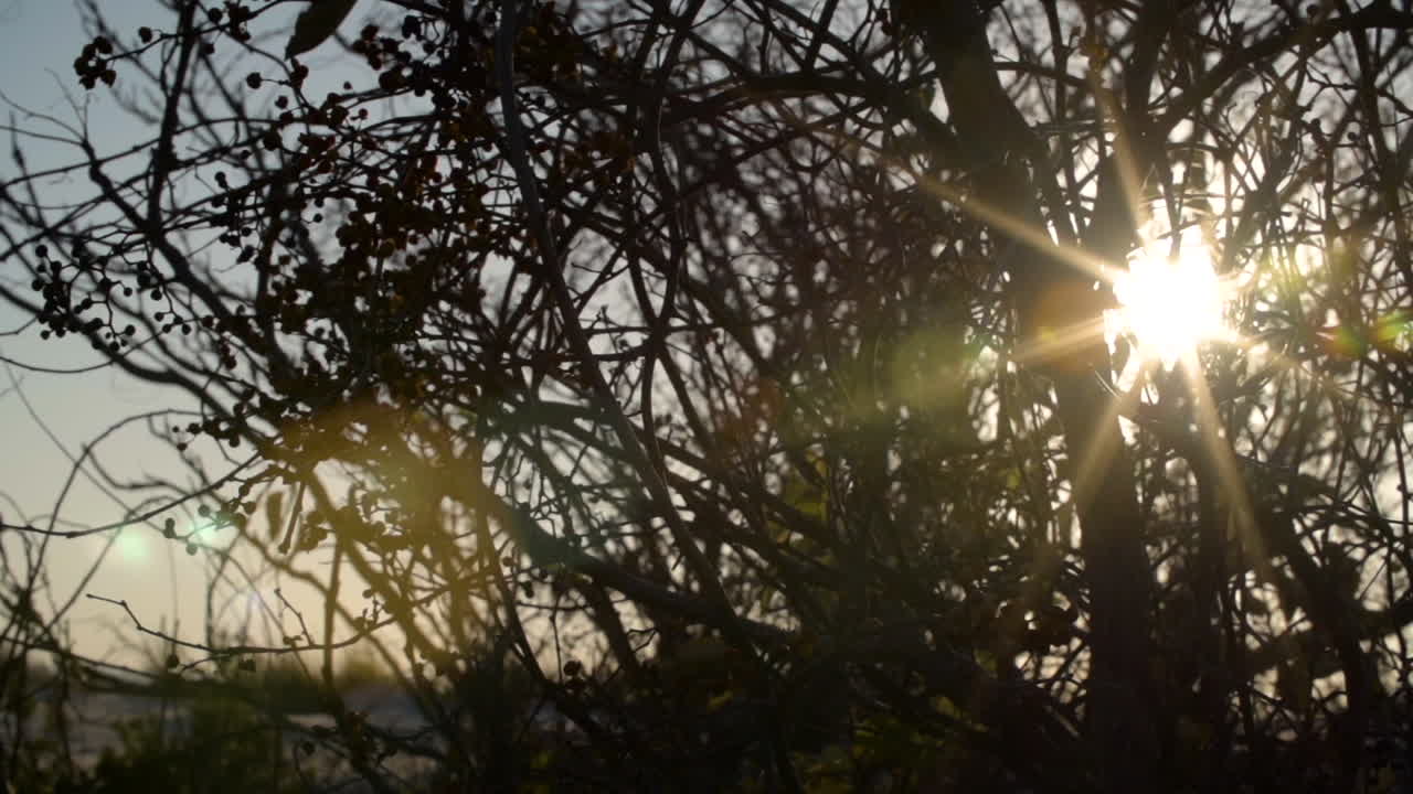 Sun peaks through brush, slow pan, closeup