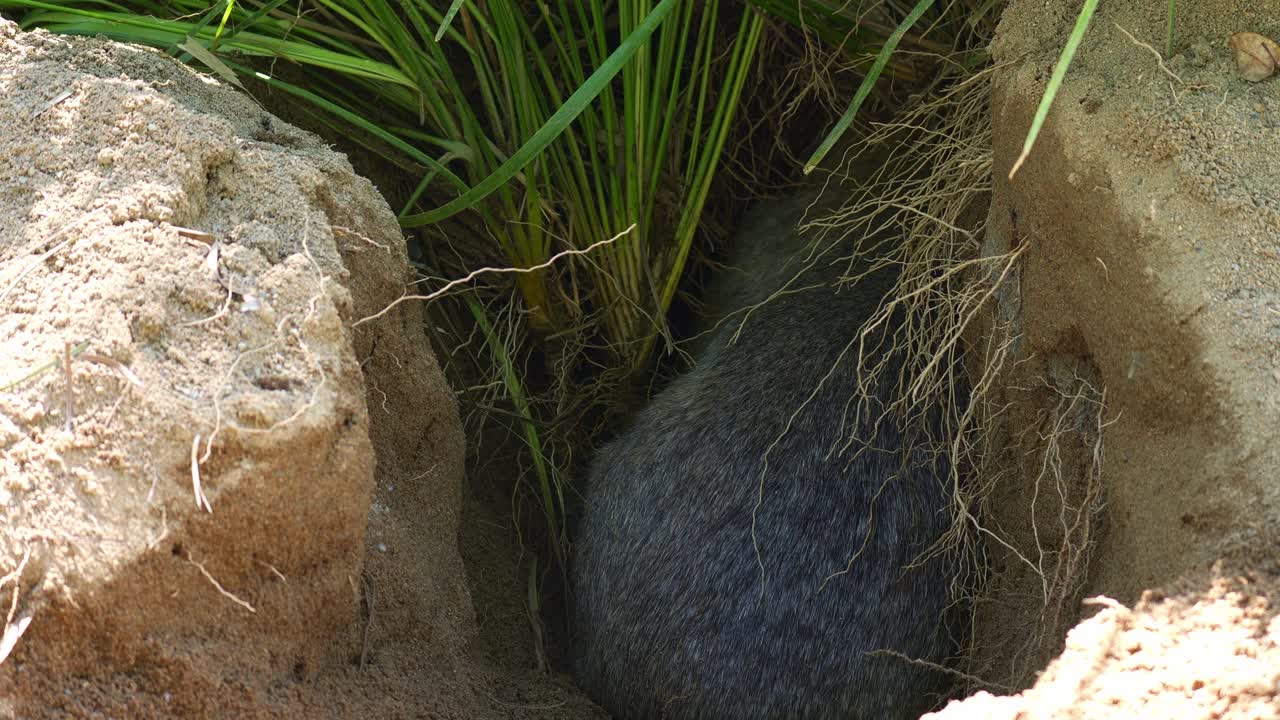 A wombat actively digging a burrow with its powerful forepaws and kicking loose dirt behind it with the hind legs, close up shot