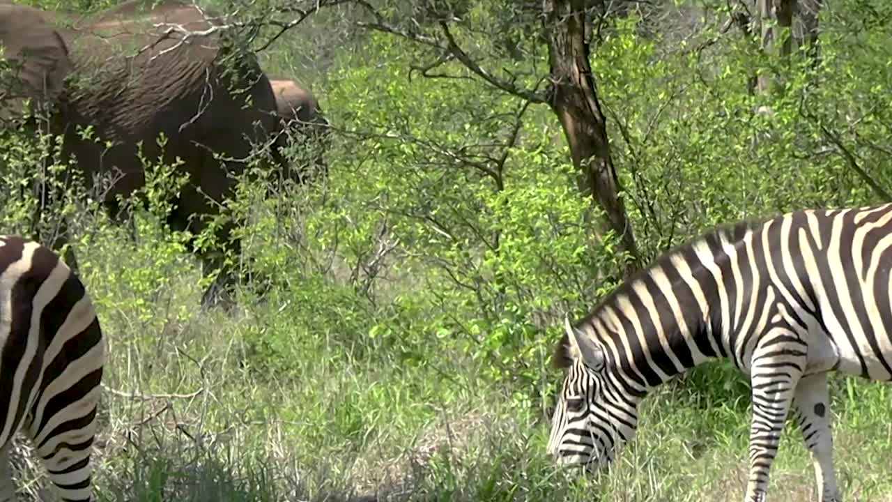 A smooth steady clip of African Elephants moving through the dense green foliage along with Zebra who follow together in groups for safety