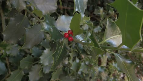 una foto hfr de una rama de árbol de acebo con frutas