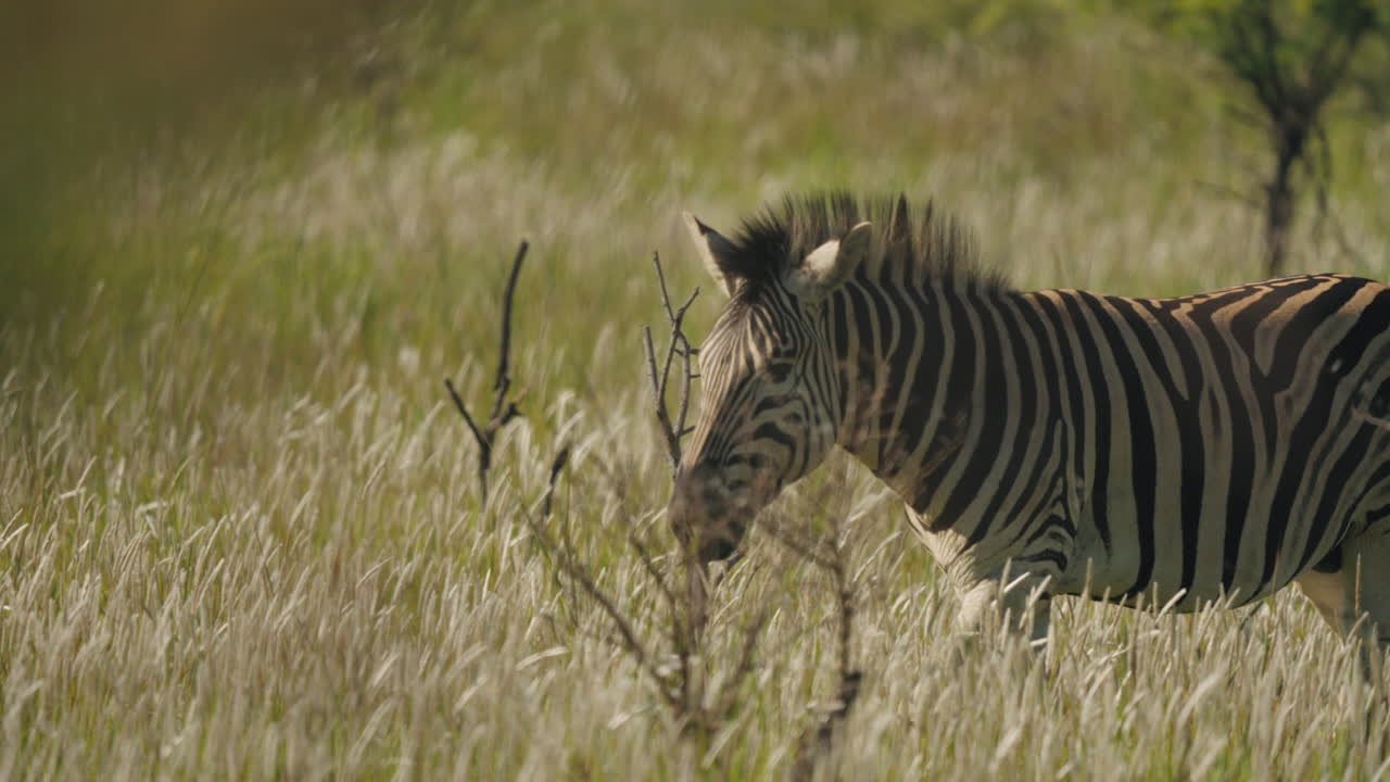 Ammira la bellezza ipnotizzante di una zebra che pascola nel cuore della savana africana.