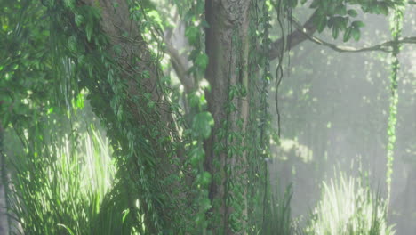 lush green tree covered in vines with sunlight filtering through leaves