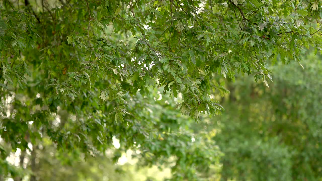 close up of vibrant green leaves on tree branches