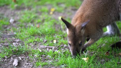 close up shot of young kangaroo looking for food in grass field during bright day in wilderness