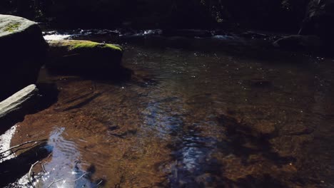 el agua clara del arroyo corre con la luz del sol brillando y reflejándose debajo de los árboles