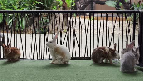 rabbits in a garden setting