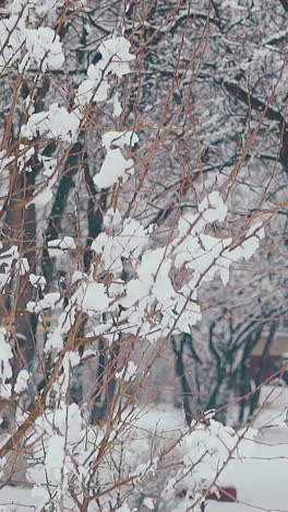 white snow melts and falls from high tree branches against park and house on early spring day close view slow motion
