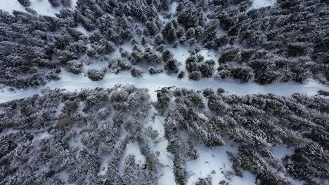 aerial top down of snow-covered mountain path with snowcapped fir trees in winter season. birds eye forward shot.