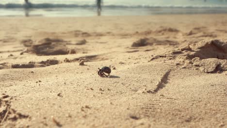 pequeño cangrejo caminando en la playa a cámara lenta