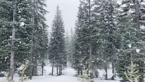 douglas fir trees in oregon forest near crater lake