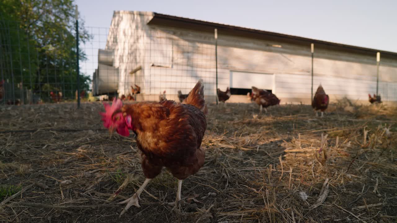 pastos marrones criados pollo pico de tierra y heno para la comida fuera de la gallina de granero blanco al atardecer