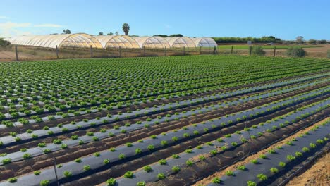 plane with gimbal stabilizer beautiful large plantation of lettuce in diagonal lines protected with black plastic