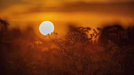 Close-up-of-spring-flower-with-blurred-sunrise-in-background